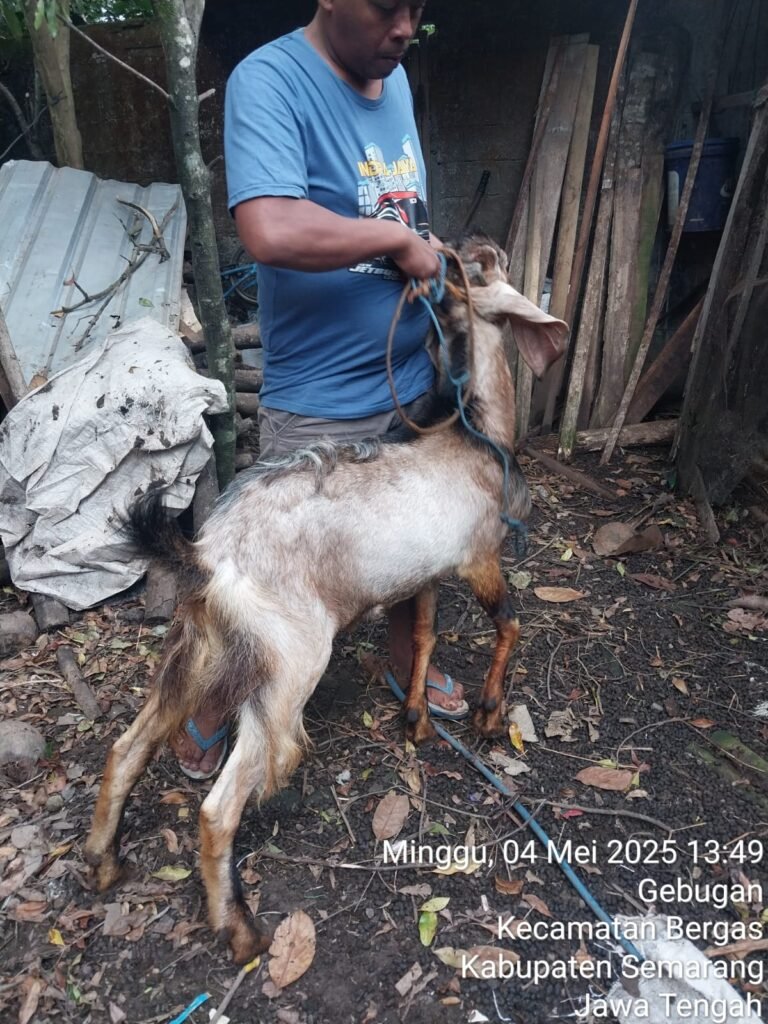 Jual Hewan qurban dan aqiqah semarang